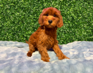 10 week old Mini Irish Doodle Puppy For Sale - Windy City Pups