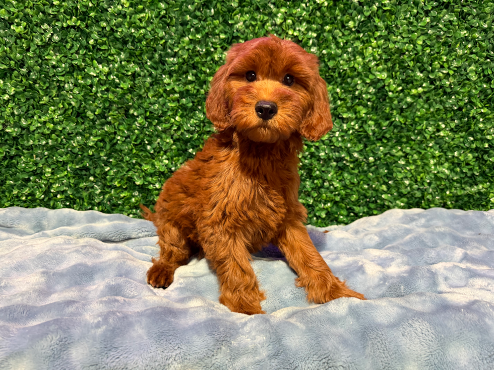 Cute Mini Irish Doodle Baby