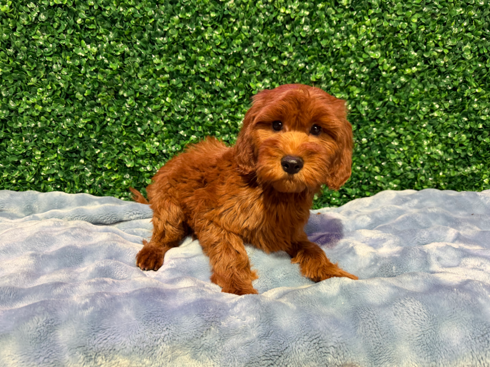 Mini Irish Doodle Pup Being Cute