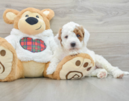 5 week old Mini Irish Doodle Puppy For Sale - Windy City Pups