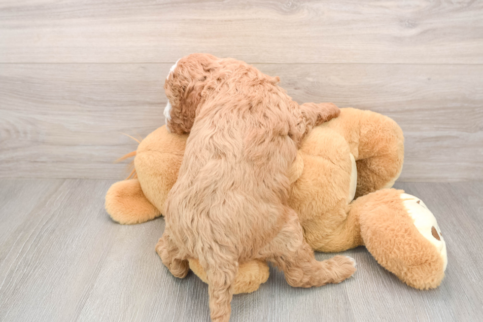 Mini Irish Doodle Pup Being Cute