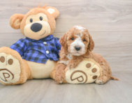 6 week old Mini Irish Doodle Puppy For Sale - Windy City Pups