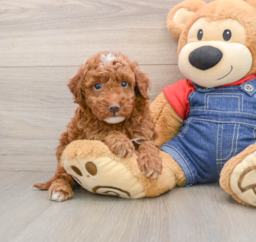 5 week old Mini Irish Doodle Puppy For Sale - Windy City Pups