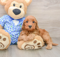 7 week old Mini Irish Doodle Puppy For Sale - Windy City Pups