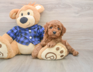 6 week old Mini Irish Doodle Puppy For Sale - Windy City Pups