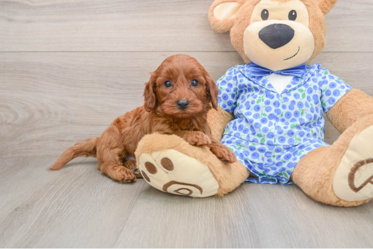 Mini Irish Doodle Pup Being Cute