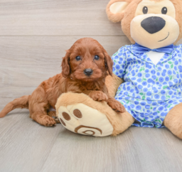7 week old Mini Irish Doodle Puppy For Sale - Windy City Pups