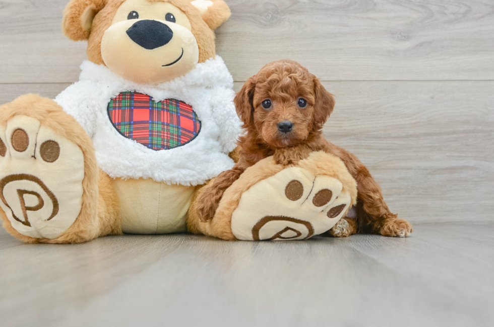 5 week old Mini Irish Doodle Puppy For Sale - Windy City Pups