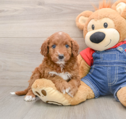5 week old Mini Irish Doodle Puppy For Sale - Windy City Pups