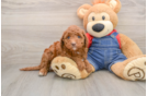 Mini Irish Doodle Puppy for Adoption