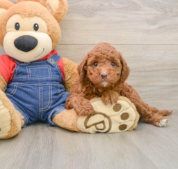 5 week old Mini Irish Doodle Puppy For Sale - Windy City Pups