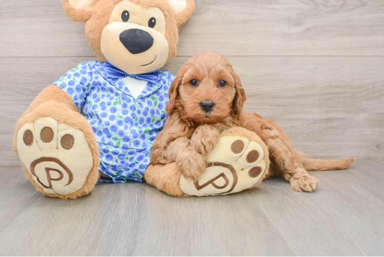 Best Mini Irish Doodle Baby