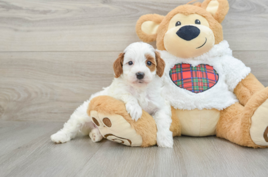 Fluffy Mini Irish Doodle Poodle Mix Pup