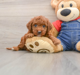 6 week old Mini Irish Doodle Puppy For Sale - Windy City Pups