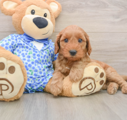 8 week old Mini Irish Doodle Puppy For Sale - Windy City Pups
