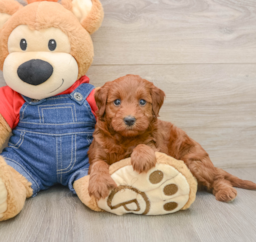 7 week old Mini Irish Doodle Puppy For Sale - Windy City Pups