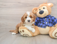 6 week old Mini Irish Doodle Puppy For Sale - Windy City Pups