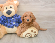 6 week old Mini Irish Doodle Puppy For Sale - Windy City Pups