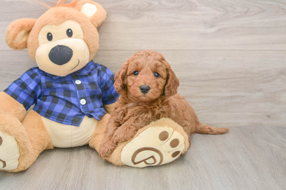 Best Mini Irish Doodle Baby