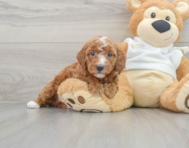 8 week old Mini Irish Doodle Puppy For Sale - Windy City Pups