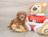 5 week old Mini Irish Doodle Puppy For Sale - Windy City Pups