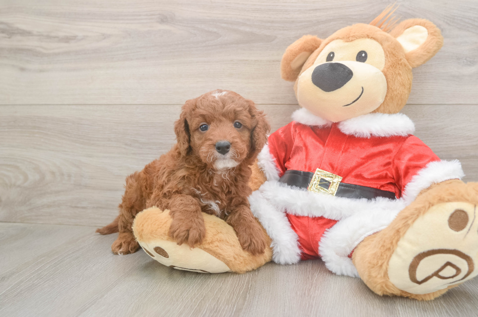 5 week old Mini Irish Doodle Puppy For Sale - Windy City Pups