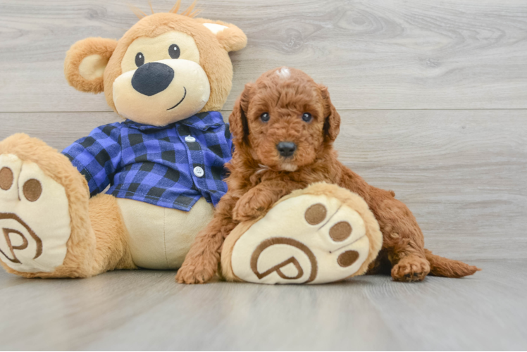 Mini Irish Doodle Pup Being Cute