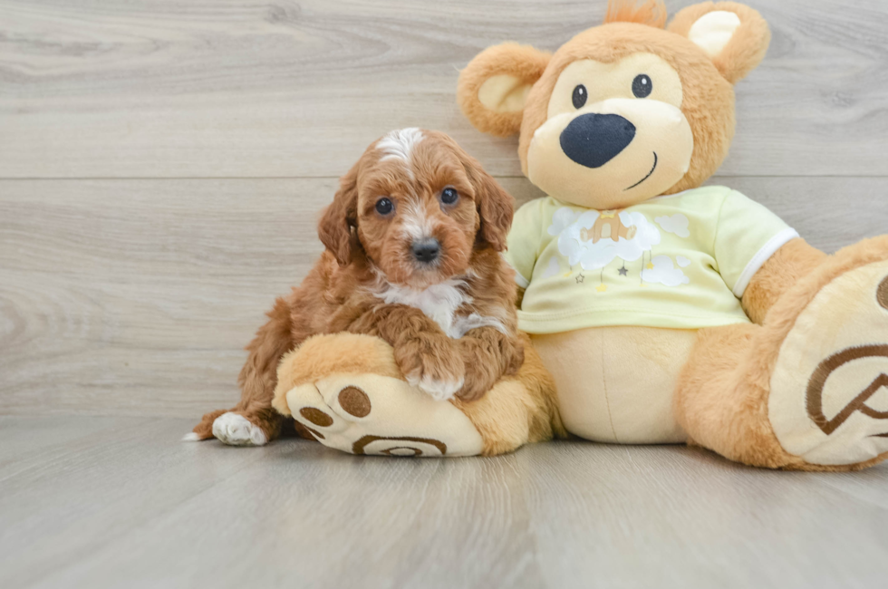 8 week old Mini Irish Doodle Puppy For Sale - Windy City Pups