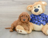 7 week old Mini Irish Doodle Puppy For Sale - Windy City Pups