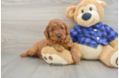 Hypoallergenic Mini Irishdoodle Poodle Mix Puppy