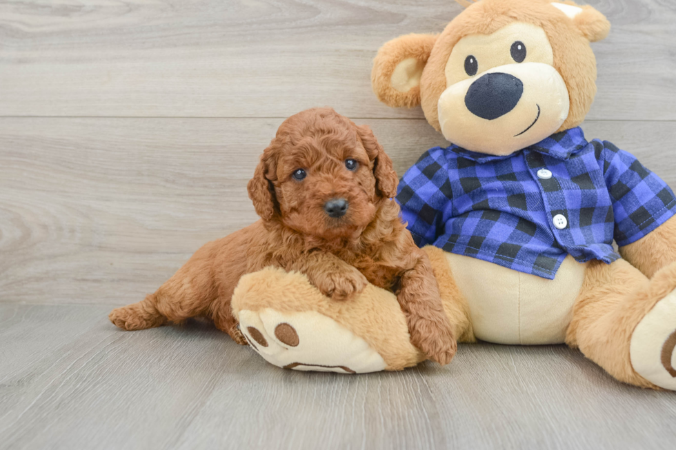Hypoallergenic Mini Irishdoodle Poodle Mix Puppy