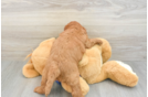 Mini Irish Doodle Puppy for Adoption