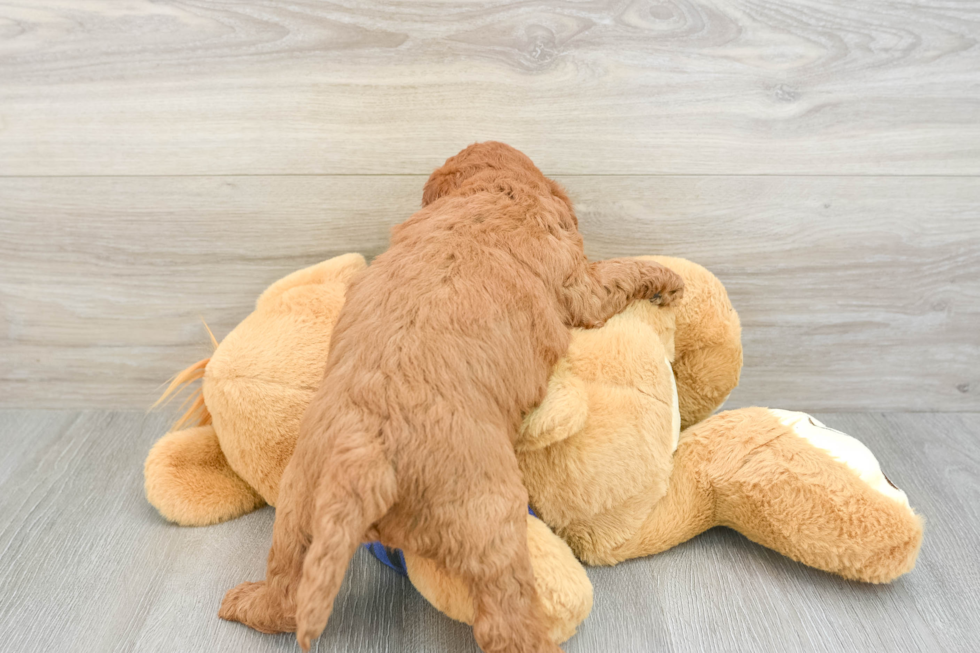 Mini Irish Doodle Puppy for Adoption