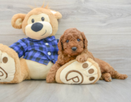 7 week old Mini Irish Doodle Puppy For Sale - Windy City Pups