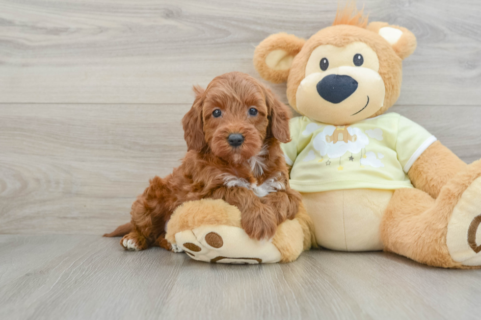 Little Mini Irishdoodle Poodle Mix Puppy