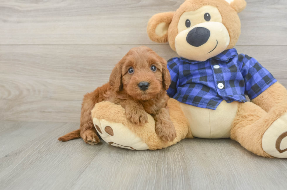6 week old Mini Irish Doodle Puppy For Sale - Windy City Pups