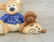 8 week old Mini Irish Doodle Puppy For Sale - Windy City Pups