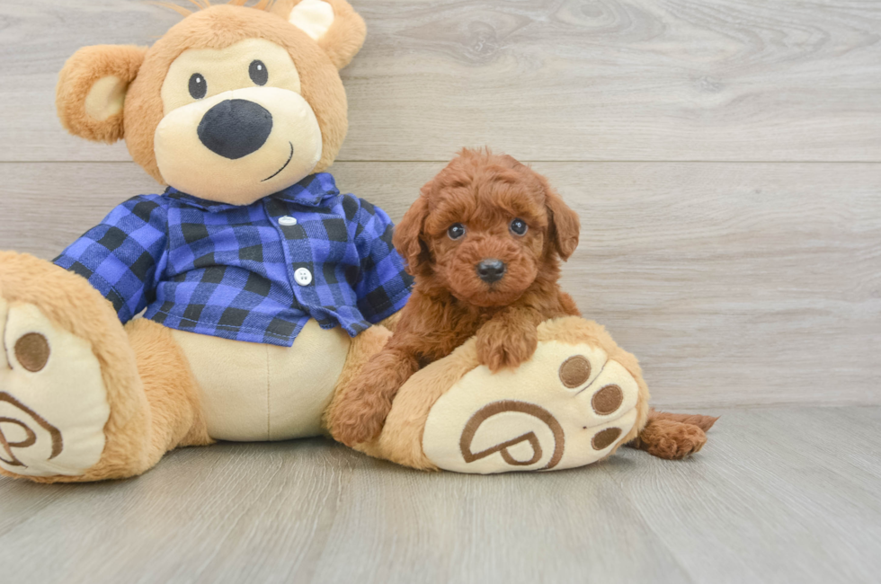 6 week old Mini Irish Doodle Puppy For Sale - Windy City Pups