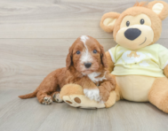 6 week old Mini Irish Doodle Puppy For Sale - Windy City Pups