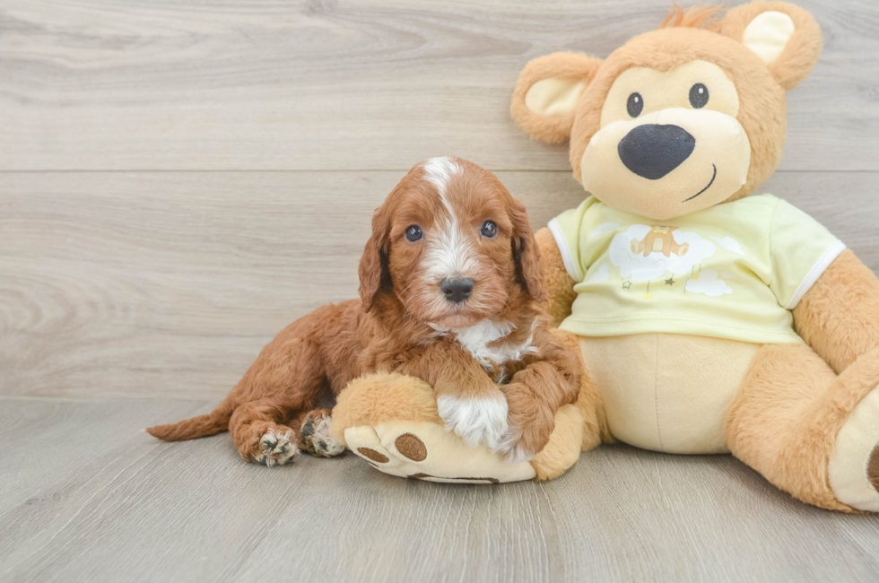 6 week old Mini Irish Doodle Puppy For Sale - Windy City Pups