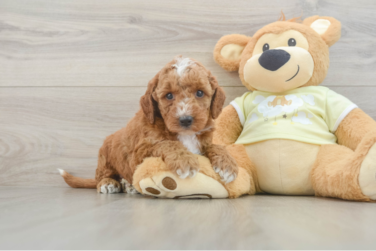 Smart Mini Irish Doodle Poodle Mix Pup