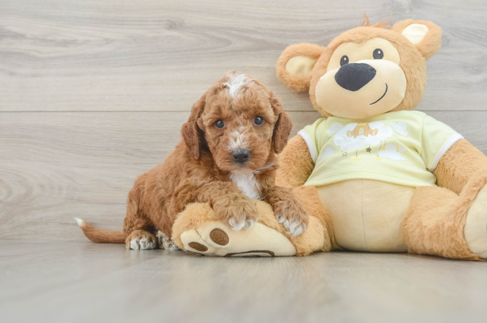 6 week old Mini Irish Doodle Puppy For Sale - Windy City Pups