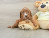 6 week old Mini Irish Doodle Puppy For Sale - Windy City Pups