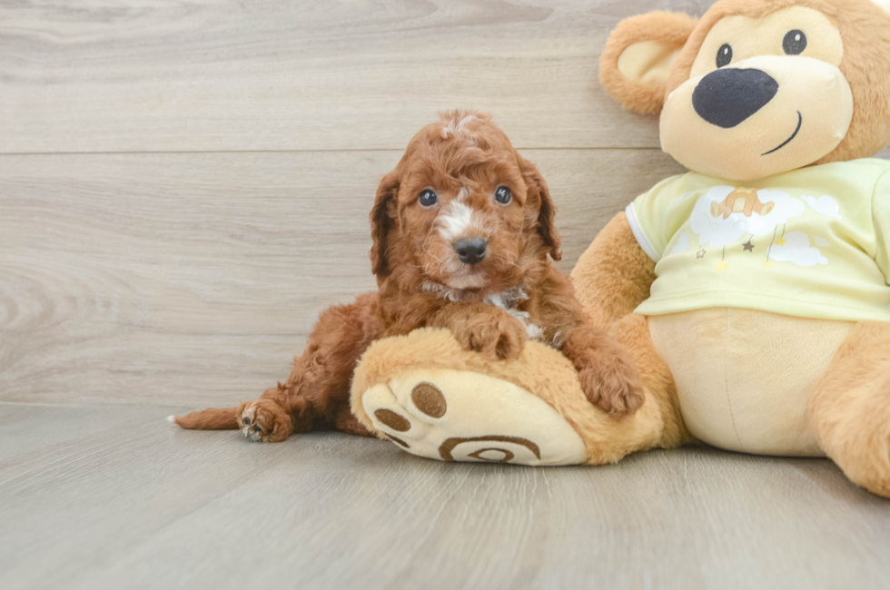 6 week old Mini Irish Doodle Puppy For Sale - Windy City Pups