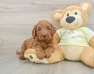 6 week old Mini Irish Doodle Puppy For Sale - Windy City Pups