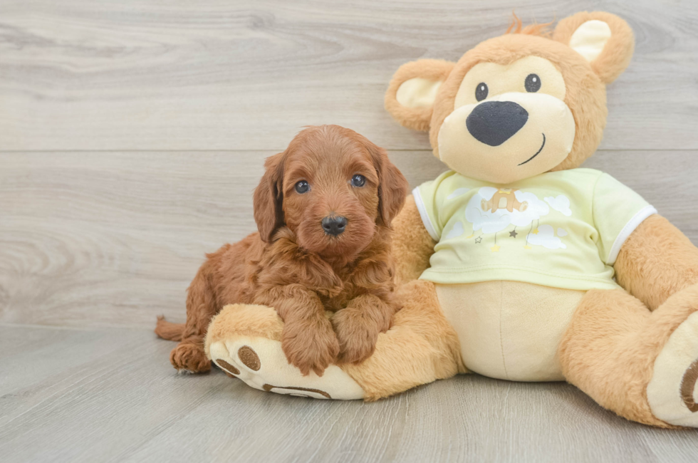 6 week old Mini Irish Doodle Puppy For Sale - Windy City Pups