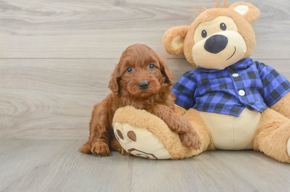 6 week old Mini Irish Doodle Puppy For Sale - Windy City Pups