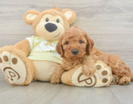 7 week old Mini Irish Doodle Puppy For Sale - Windy City Pups