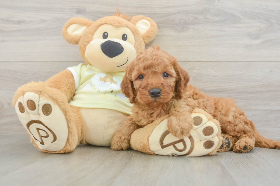 6 week old Mini Irish Doodle Puppy For Sale - Windy City Pups