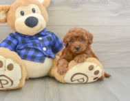 7 week old Mini Irish Doodle Puppy For Sale - Windy City Pups